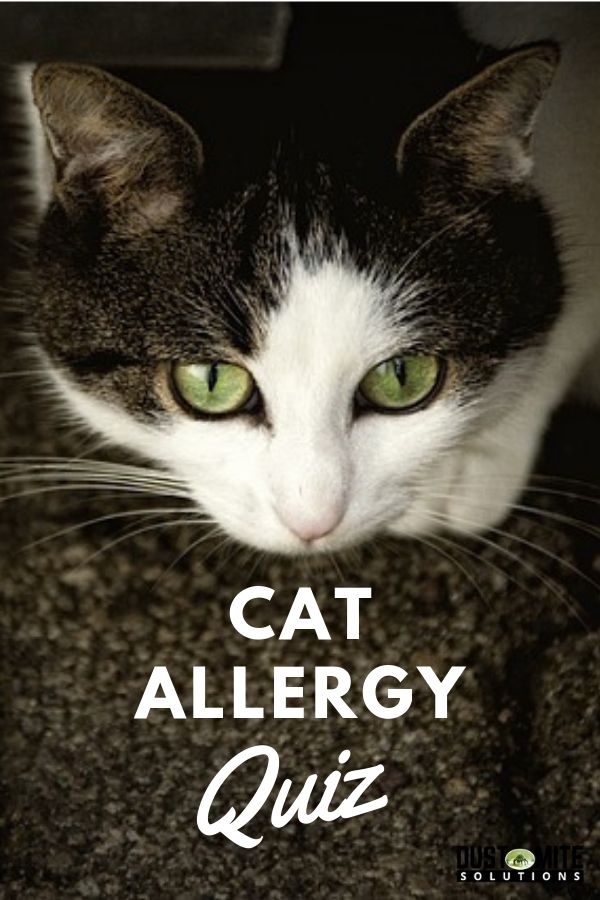 Cat allergy quiz and tips